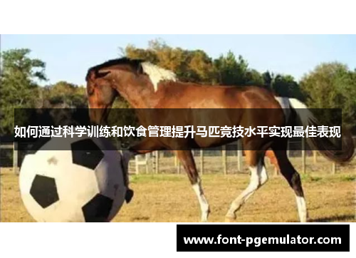 如何通过科学训练和饮食管理提升马匹竞技水平实现最佳表现